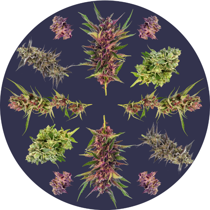 Cannabis genetics, many cannabis buds in cicle form a Weed Nursery